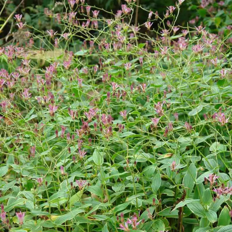 Tricyrtis formosana Samurai -Toad Lily