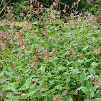 Tricyrtis formosana Samurai -Toad Lily
