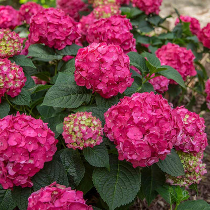 Hydrangea Summer Crush