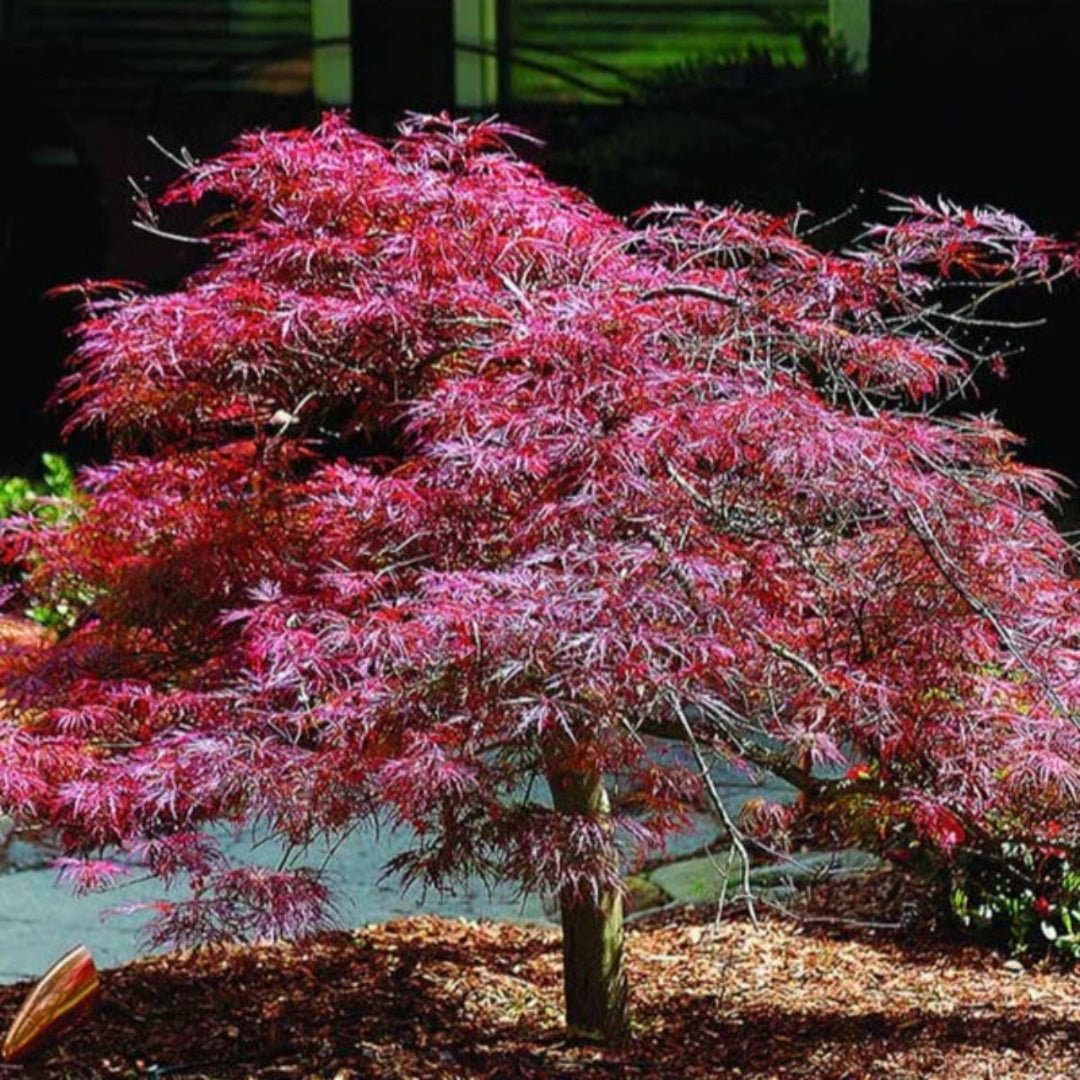 Inaba Shidare Japanese Maple Tree Red Foliage