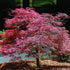 Inaba Shidare Japanese Maple Tree Red Foliage