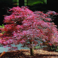 Inaba Shidare Japanese Maple Tree Red Foliage