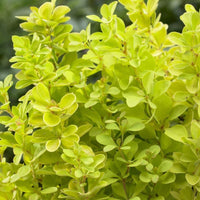 Sunjoy Gold Pillar Barberry