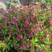 Tango' Weigela Florida
