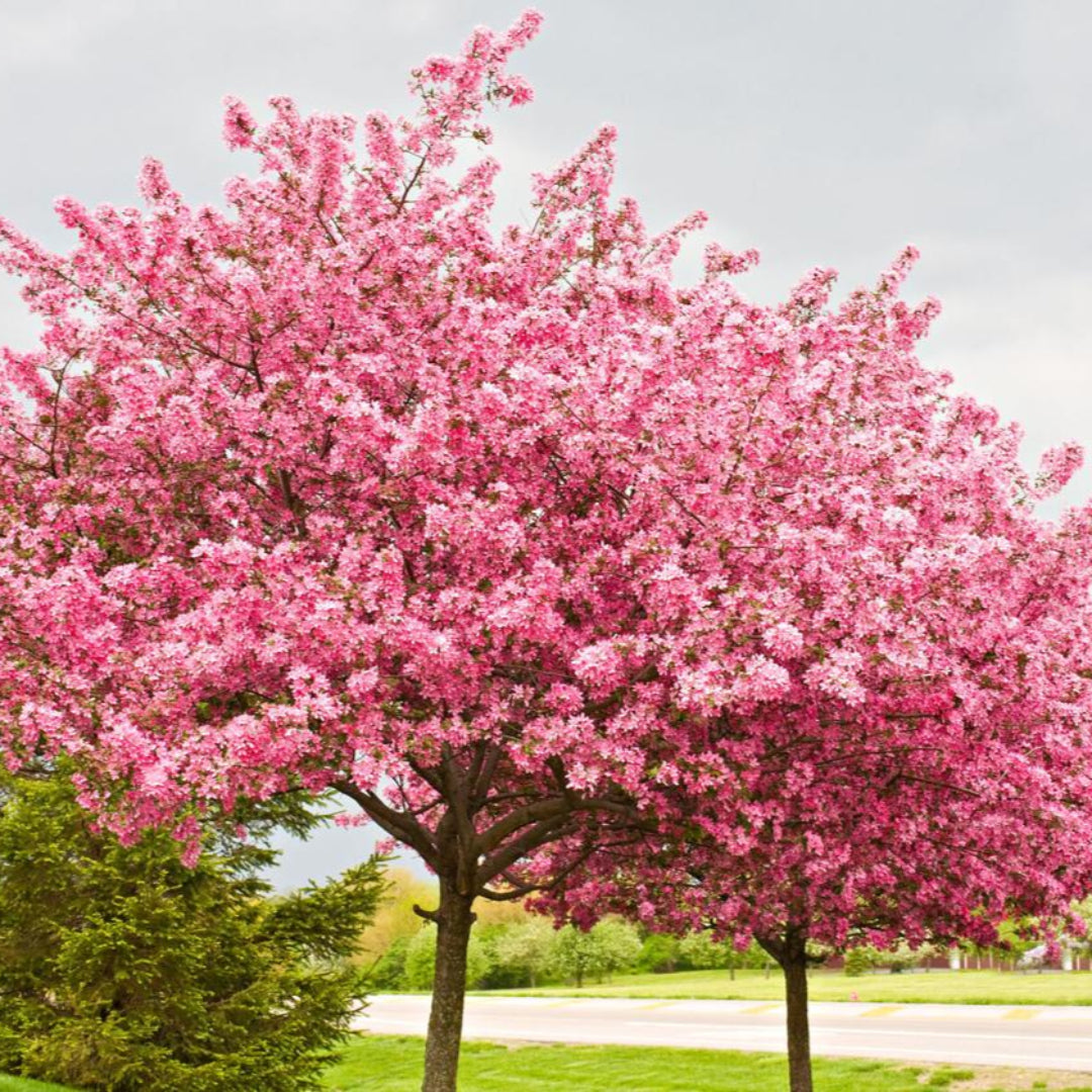 Redbud Tree
