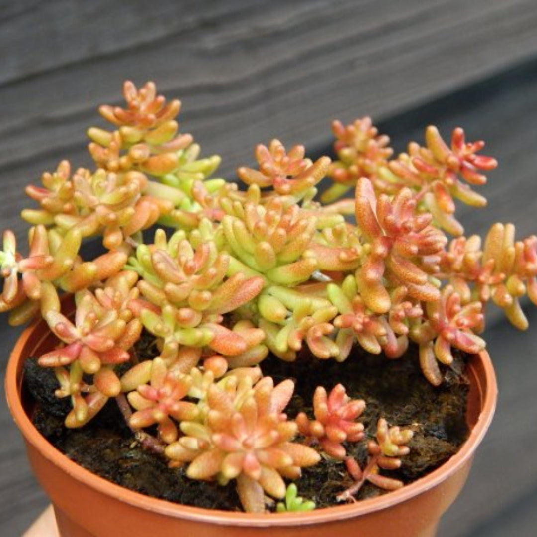 coral carpet succulent Buy Sedum Album 'Coral Carpet' Stonecrop Plants & Trees Online