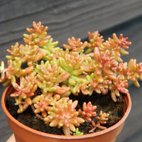 Sedum Album 'Coral Carpet' - [EG]