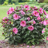 Hibiscus Berry Awesome