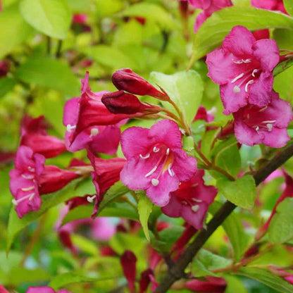 Princess Weigela Red