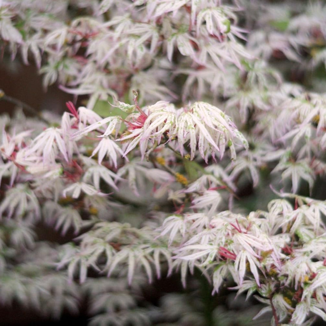 Ukigumo Japanese Maple