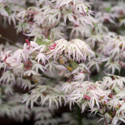 Ukigumo Japanese Maple