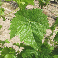 Vidal Blanc Grape