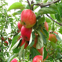 Dwarf Fuji apple tree for home gardens, showing compact size and healthy structure