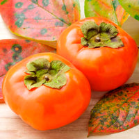 Fuyu Japanese Persimmon