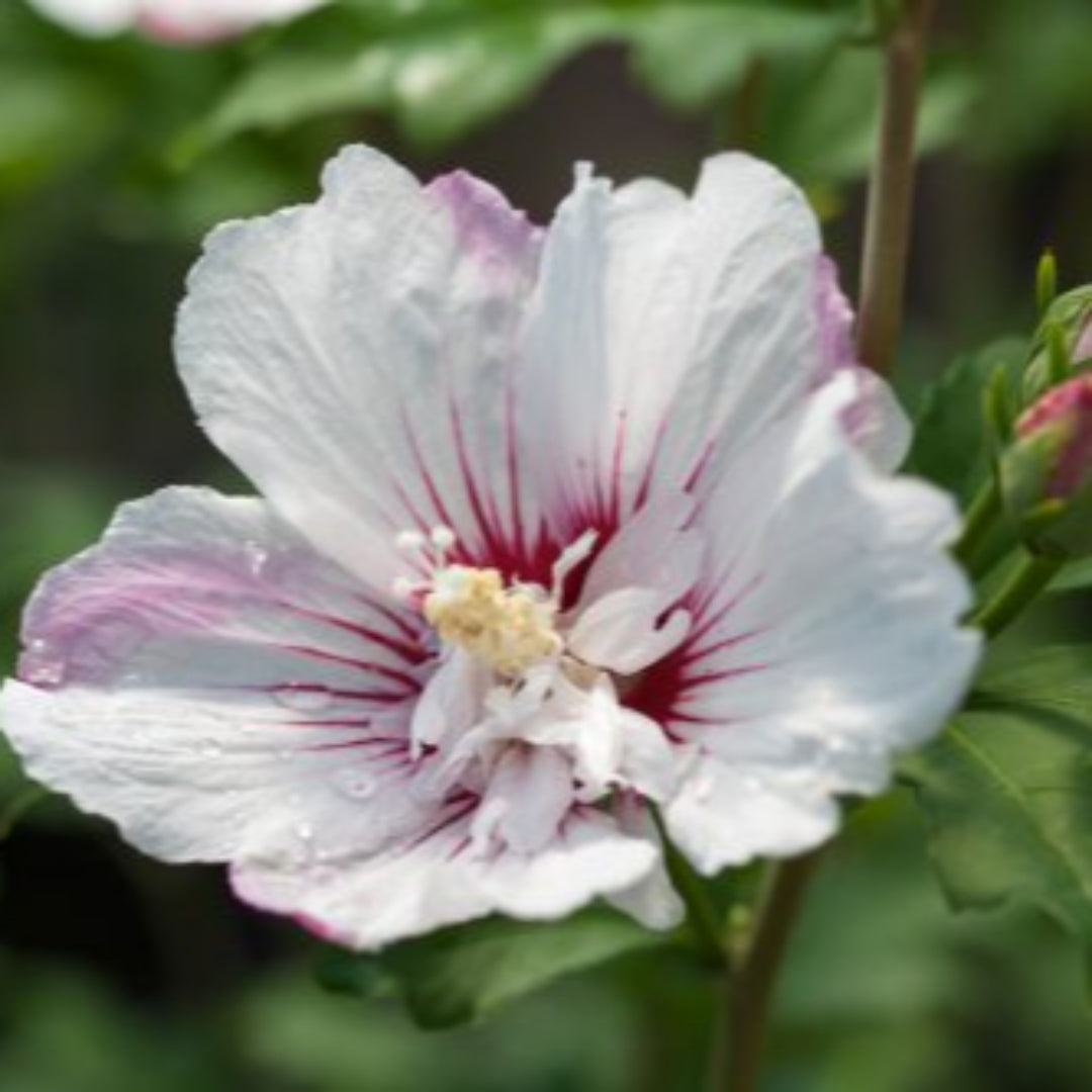 Fiji Hibiscus