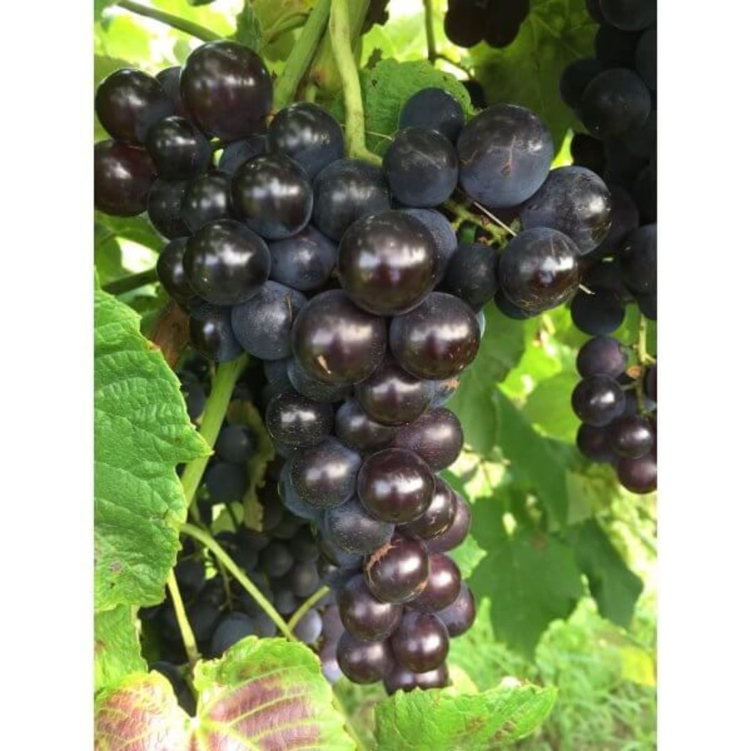 Mars Black Seedless Grape Vine