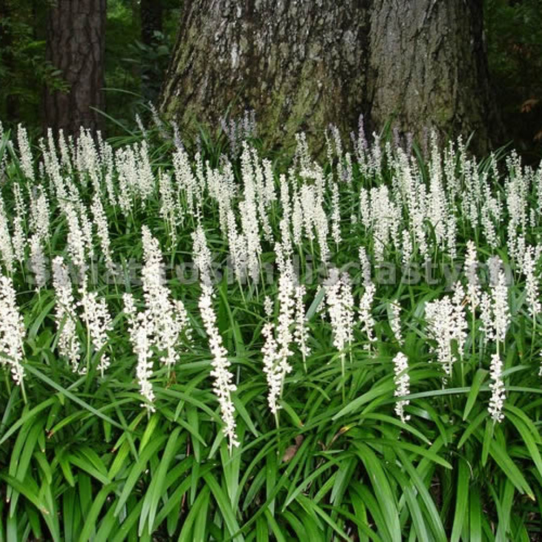 Liriope Muscari &