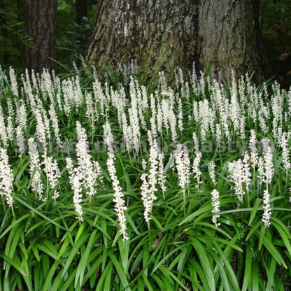 Liriope Muscari &