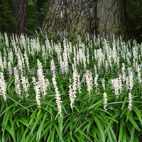 White liriope groundcover plant in landscape border