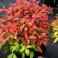 Blush Pink Nandina
