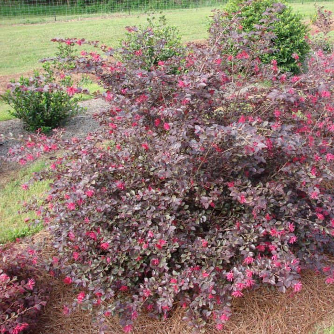 Sparkling Sangria Loropetalum