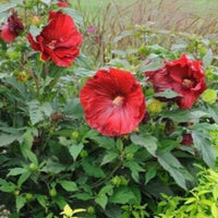 Hibiscus Summerific 'Valentine's Crush' - [EG]