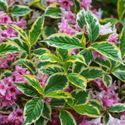 Variegated Weigela