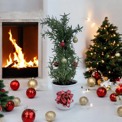 Athens Blue Rosemary