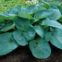 Hosta 'Blueberry Muffin'