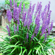 Liriope Muscari 'Big Blue' Monkey Grass