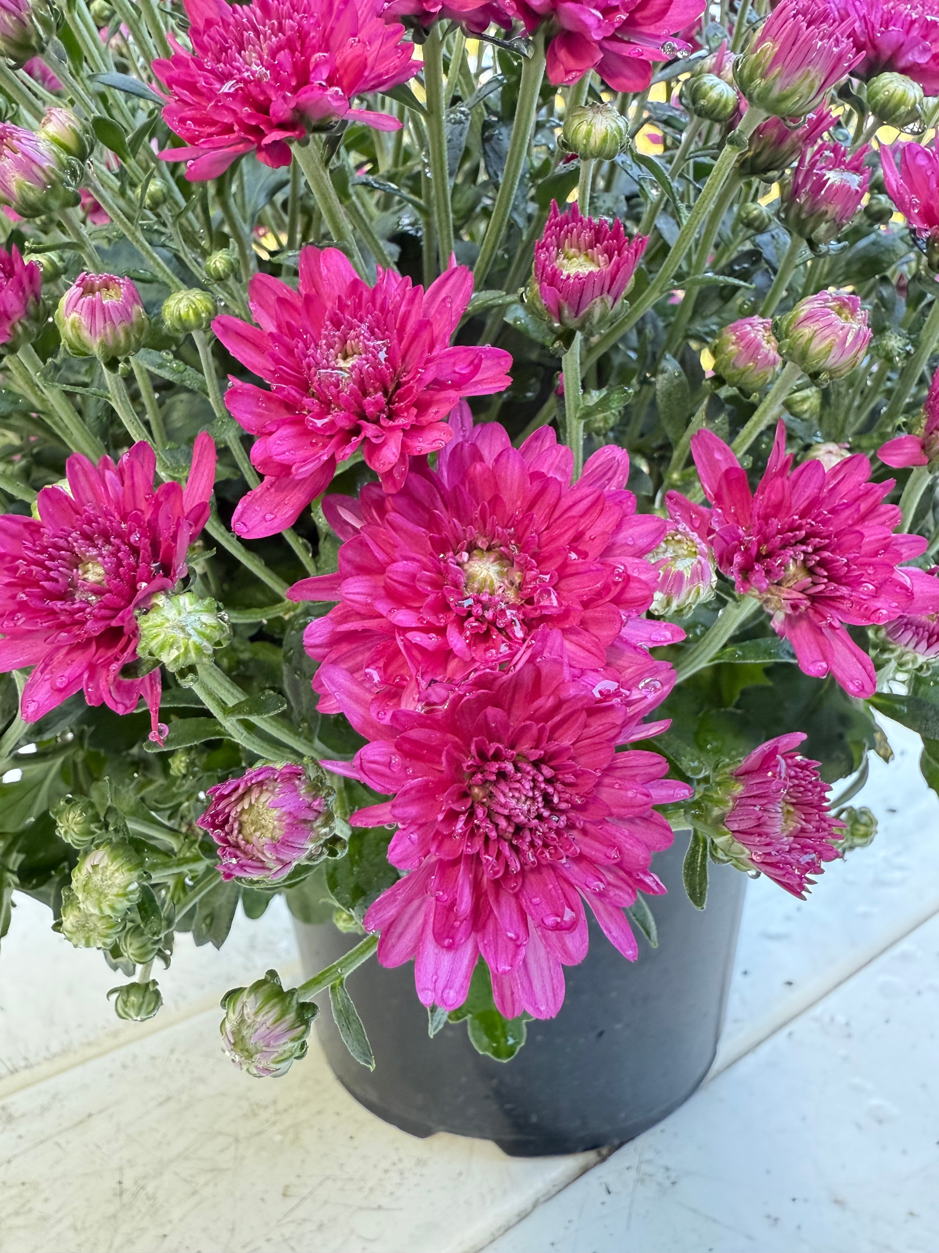 Wanda Purple Mum – Hardy Fall Chrysanthemum | Vibrant Purple Garden Blooms for Pots &amp; Landscapes