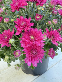 Wanda Purple Mum – Hardy Fall Chrysanthemum | Vibrant Purple Garden Blooms for Pots & Landscapes