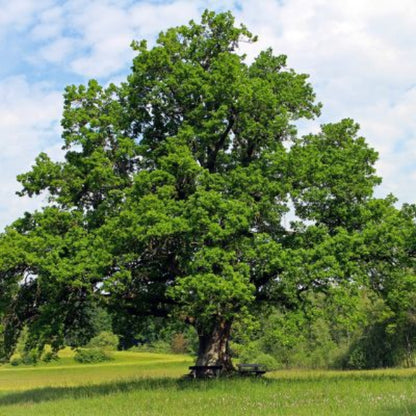 Nuttall Oak | 1-gallon Nuttall Oak - This beautiful oak tree grows at a fast rate and is perfect for zones 6-9. Grown naturally, it reaches a size of 40-60 feet.