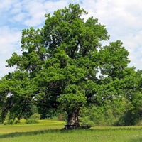 Nuttall Oak | 1-gallon Nuttall Oak - This beautiful oak tree grows at a fast rate and is perfect for zones 6-9. Grown naturally, it reaches a size of 40-60 feet.
