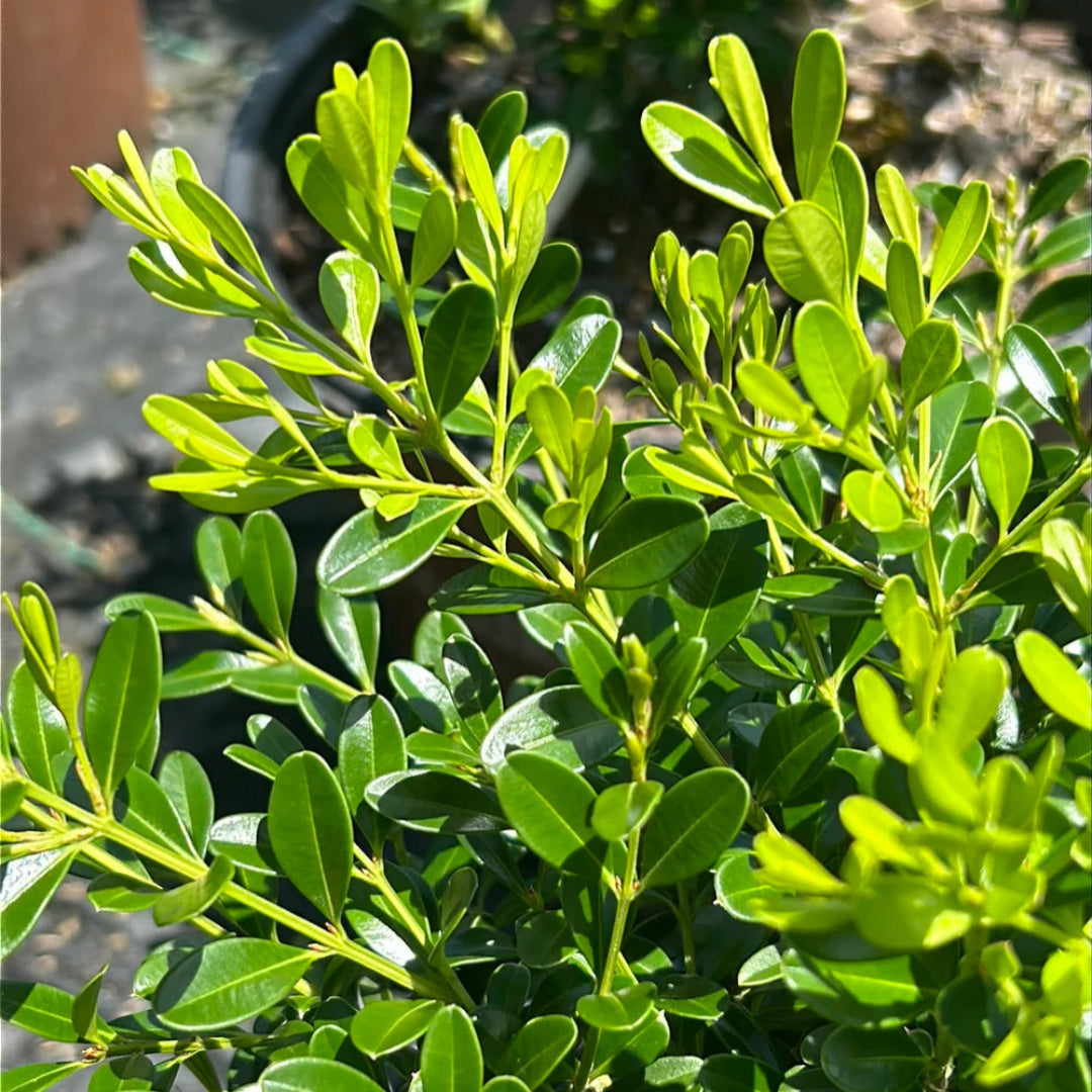 BetterBoxwood Babylon Beauty
