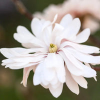Centennial blush magnolia star-shaped white flowers close-up view