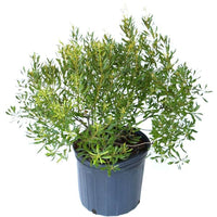 Wax Myrtle – Evergreen Shrub for Hedges