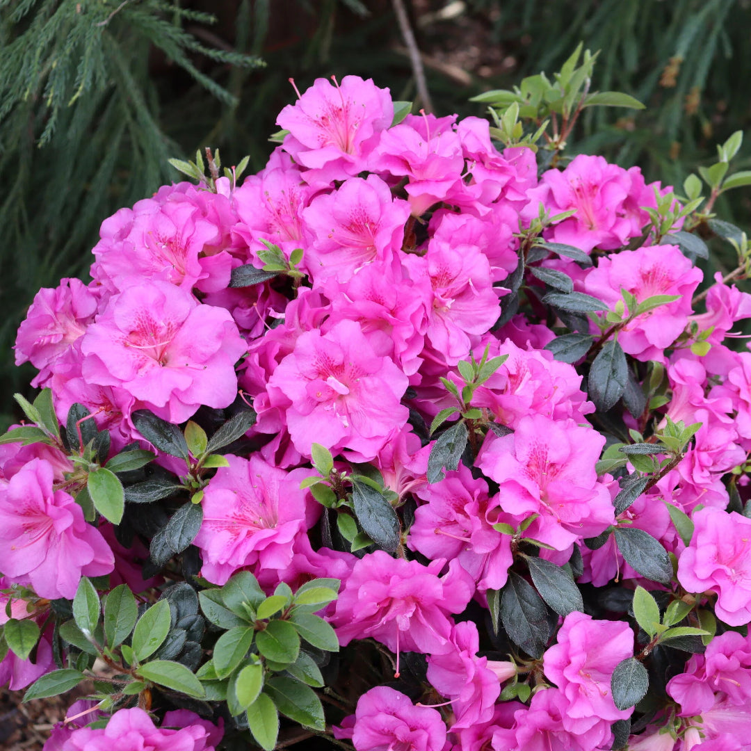 Azalea Bloom-A-Thon Lavender