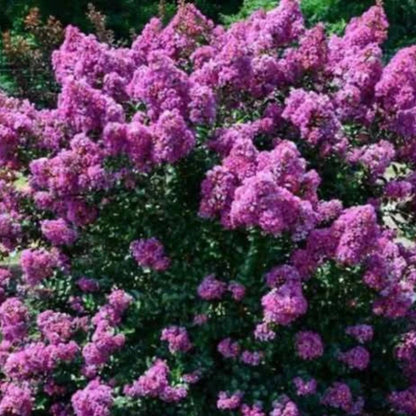Dwarf Purple Crape Myrtle