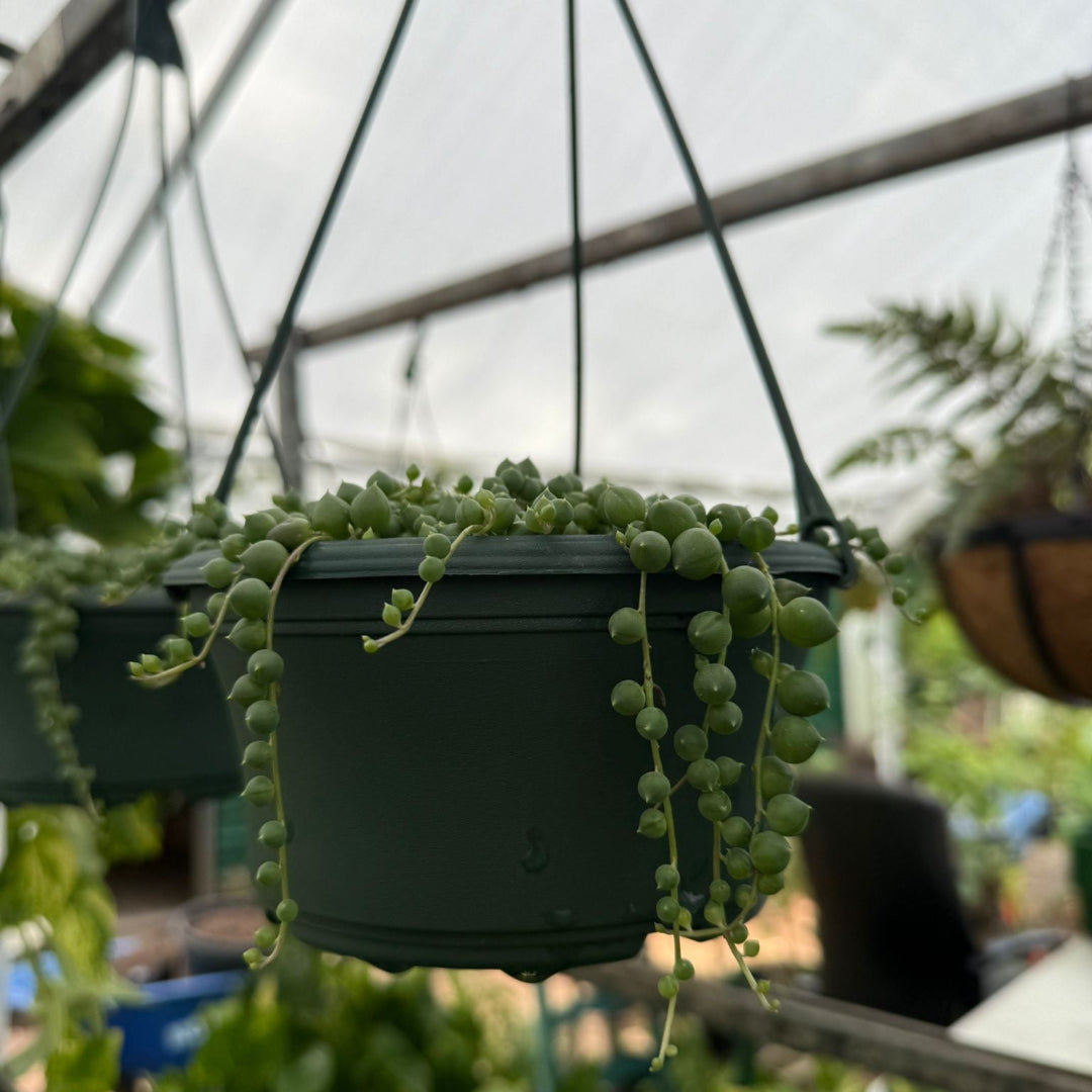 string plants indoor String of Pearls (Live Indoor Plant)