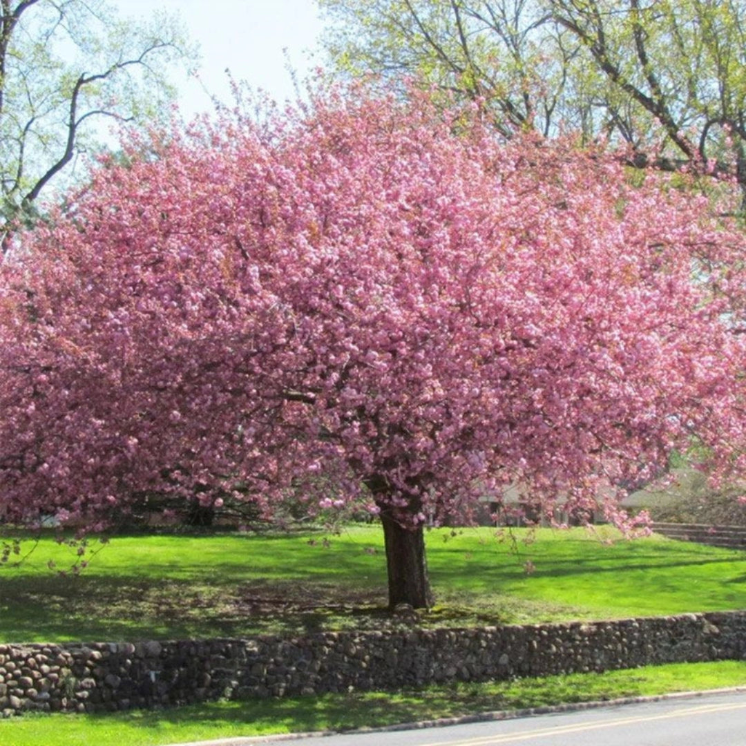 Okame Cherry Tree - Standout Tree