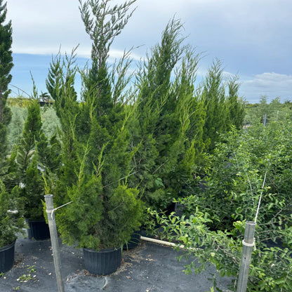 Juniper Torulosa