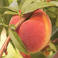 Healthy leaves and setting fruit on a Contender Peach Tree