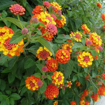 Lantana camara &