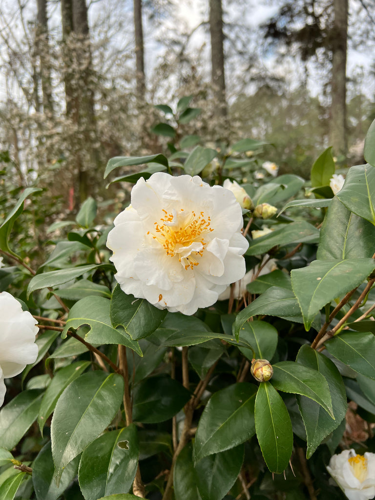 Camellia 'Victory'-Showy White Blooms