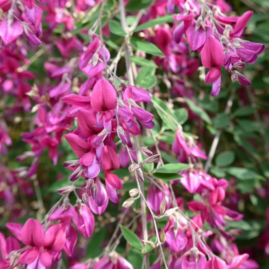Lespedeza Pink Cascade Shrub
