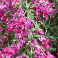 Lespedeza Pink Cascade Shrub