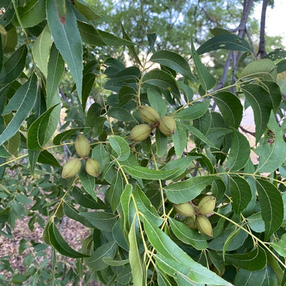 Pawnee Pecan Trees Produce a Large Nut That Has a Medium Soft Papershell.