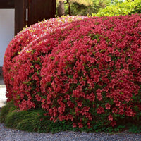 Girard'S Crimson' Azalea