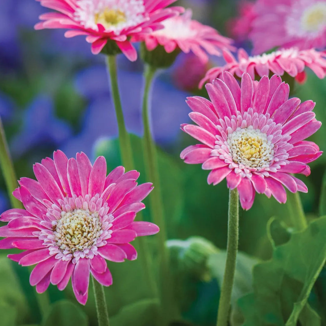 Gerbera &